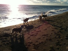 Pet Friendly Condos – Dog Days at the Beach
