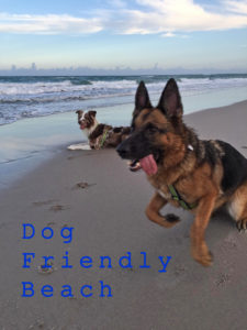 Hutchinson Island pet friendly condos